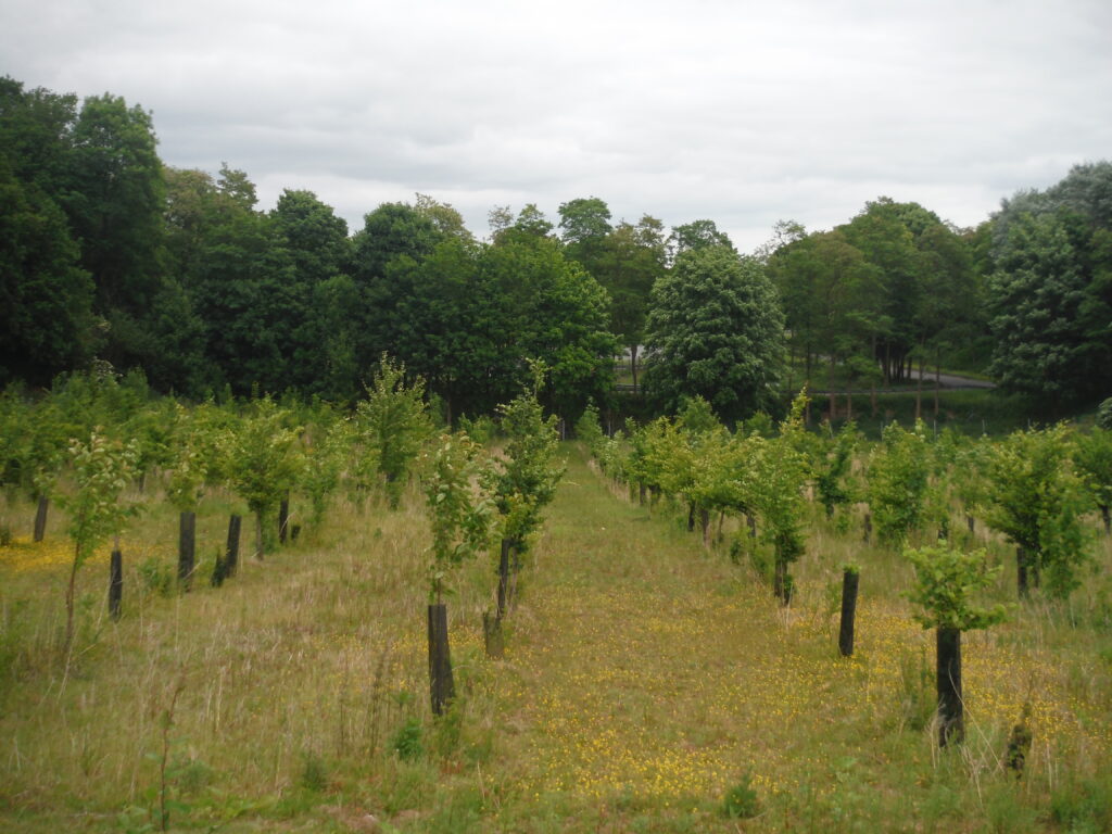 Une forêt financée par les citoyens.