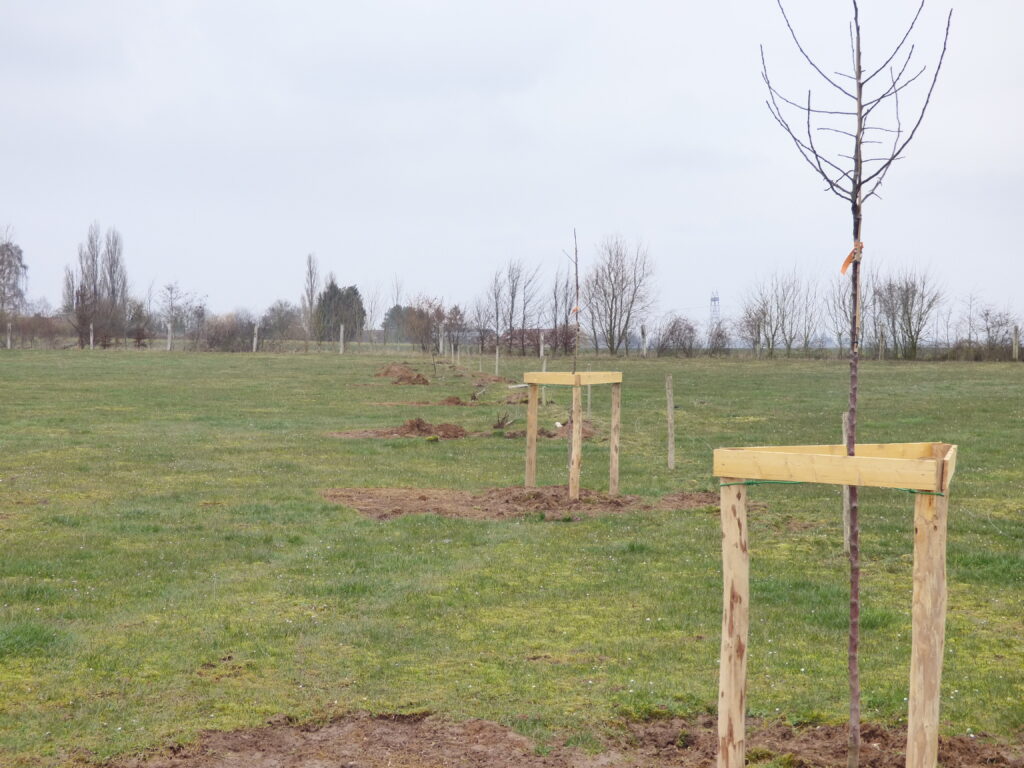 Agro-foresterie – Villers au Tertre